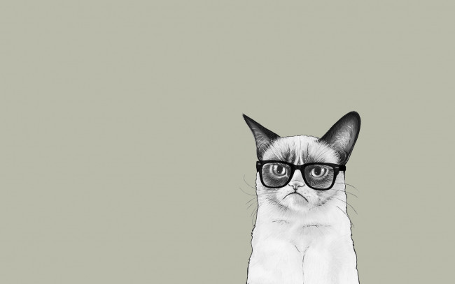Обои картинки фото рисованные, минимализм, очки, grumpy, cat, сердитый, кот