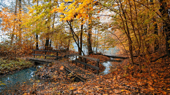 Обои картинки фото природа, реки, озера, мост, листопад, ручей, деревья, осень, лес