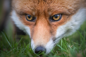 Картинка животные лисы животное рыжик взгляд окрас лиса