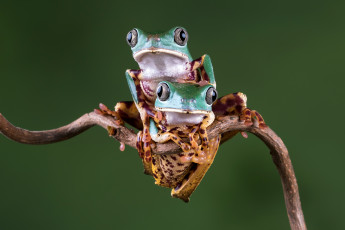 Картинка животные лягушки боке фон взгляд милашка лягушка