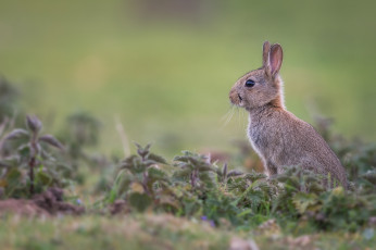 Картинка животные кролики +зайцы испуг цвет окрас кролик природа
