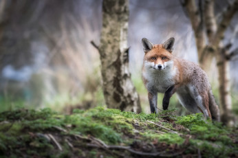 Картинка животные лисы взгляд животное рыжик окрас лиса