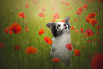 Картинка животные собаки маки луг бордер колли собака настроение цветы