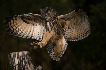 Картинка животные совы полет крылья окрас сова природа