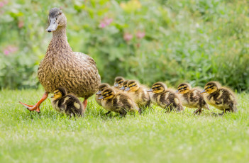 Картинка животные утки семья прогулка трава дети утка