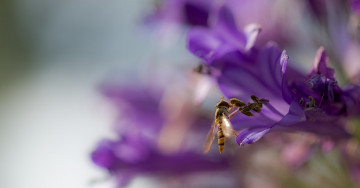 Картинка животные пчелы +осы +шмели фон цветок окрас жало крылья оса