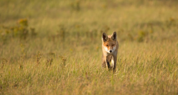 Картинка животные лисы природа лето лиса