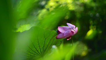 Картинка цветы лотосы бутон листья боке вода зелень лепестки размытие цветок розовый стебель лотос капли