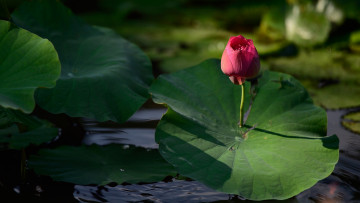 Картинка цветы лотосы цветок водоем озеро стебель свет розовый природа алый бутон пруд лотос листья зеленый