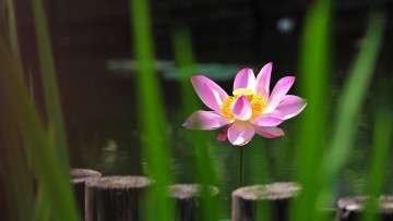 Картинка цветы лотосы фон пеньки размытие брёвна цветок листья свет розовый лепетки озеро водоем лотос пруд