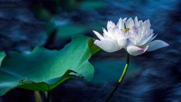 Картинка цветы лотосы лист распустившийся обработка белый цветок композиция озеро водоем синий фон пруд лепестки лотос