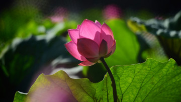 Картинка цветы лотосы нежный лепестки настроение бутон свет размытие тени цветок розовый листья лотос