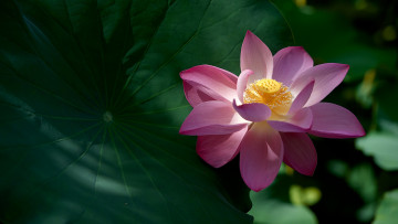 Картинка цветы лотосы тени композиция тычинки розовый лист зеленый цветок лотос капли пестик лепестки