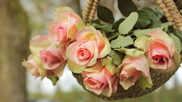 Картинка цветы розы лукошко фон природа букет корзинка роза лепестки висят сад висит лето розовые композиция листья нежные дерево бутоны ветка