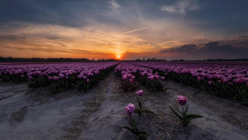 Картинка цветы тюльпаны закат поле в нидерландах
