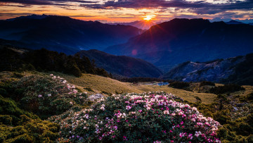 Картинка природа горы цветы склон туман пейзаж небо закат рододендроны кусты вид вершины синева вечер дымка даль цветение холмы солнце лес высота облака лучи