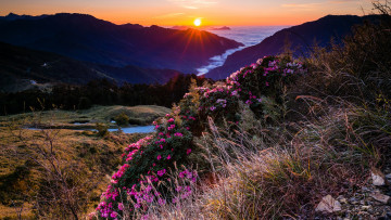 Картинка природа горы горизонт розовые цветение пейзаж чудесный вечер небо трава закат растительность цветы лучи рододендроны даль солнце лес вид вершины склоны кусты туман холмы