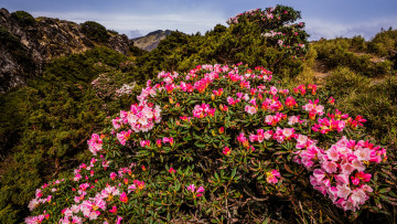Картинка природа горы пейзаж холм рододендроны листья весна растительность куст яркие цветы гора склон розовые небо