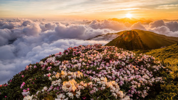 Картинка природа горы рассвет холмы цветение клубится рододендроны блики пейзаж утро красота сказка весна склон лучи буйное солнце облака небо туман цветы