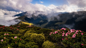 Картинка природа горы растительность вершины холмы рододендроны зелень облака пар пейзаж туман кусты склон цветы розовые небо весна