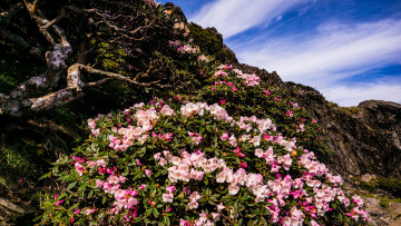 Картинка природа горы скала розовые небо изогнутый пейзаж синева склон холм деревце рододендроны листья ствол цветение куст ветки облака гора цветы
