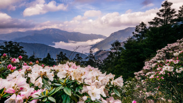 Картинка природа горы туман даль цветение куст рододендроны белые дымка сосны деревья цветы хвойные ели небо весна пейзаж облака