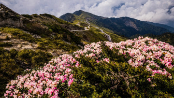 Картинка природа горы весна спуск рододендроны листья цветение даль кусты облачно вершины тропинка пейзаж небо дорожка холмы облака цветы склон растительность