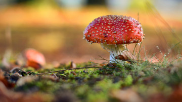 Картинка природа грибы +мухомор лес опасен гриб мухомор