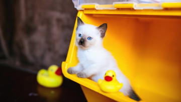 Картинка животные коты кот кошка фон взгляд котёнок голубые глаза игрушки рэгдолл мордашка сиамский утята контейнер милашка желтый