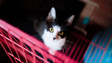 Картинка животные коты темный контрастно желтые глаза смотрит в кот решетка черно