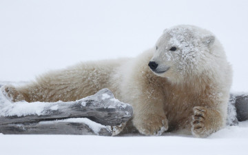 Картинка животные медведи дикая арктика снег фон морда улыбка выражение поза лапы припорошило взгляд полярный довольный мишка забавный улыбается