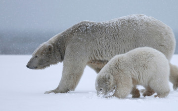 Картинка животные медведи дитя снег медвежонок рядом припорошило вдвоем полярный медведь материнство арктика идут мать вместе мишутка белая медведица дикая