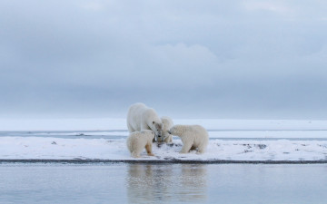 Картинка животные медведи пейзаж дикая медвежонок берег компания вода занятие белая четыре снег мать медвежата арктика детеныши медведица водоем
