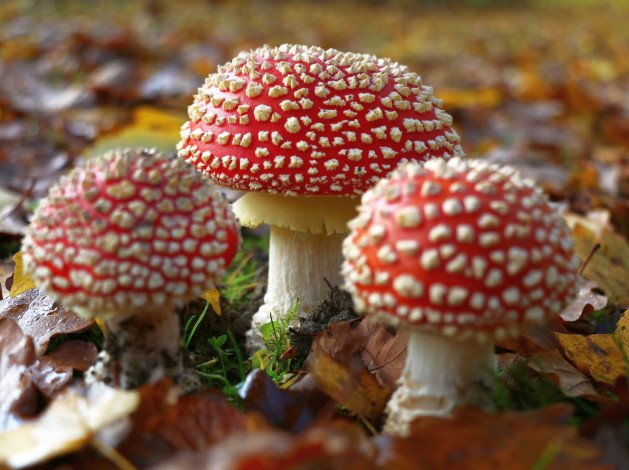 Обои картинки фото природа, грибы,  мухомор, лес, опасен, гриб, мухомор