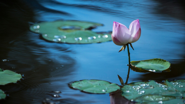 Обои картинки фото цветы, лотосы, цветок, листья, водоем, озеро, пруд, лотос