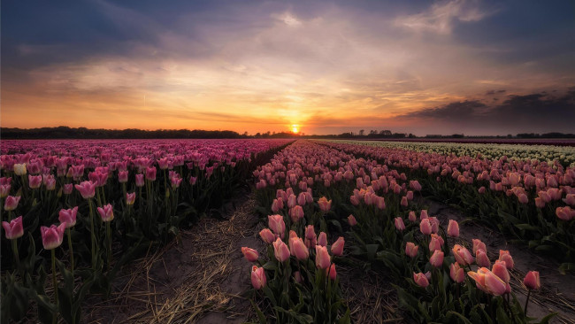 Обои картинки фото цветы, тюльпаны, закат, в, нидерландах, поле