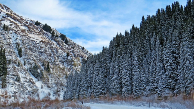 Обои картинки фото природа, горы, гора, возвышенность, снег, ель, зима