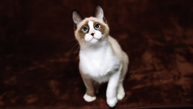 Обои картинки фото животные, коты, котёнок, голубые, глаза, сидит, темный, красавчик, милашка, носик, взгляд, ковер, пятна, кошка, мордашка, кот, рэгдолл, голубоглазый, пятнистый, фон