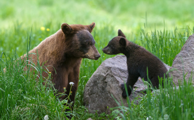 Обои картинки фото животные, медведи, мама, медведь, малыш