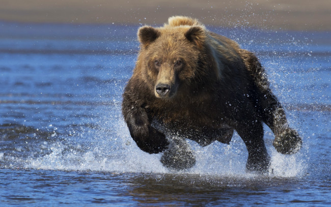 Обои картинки фото животные, медведи, бег, бегущий, медведь, топтыгин, брызги, вода