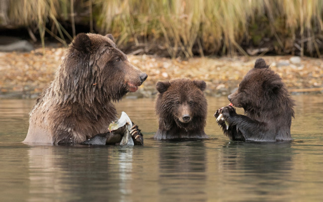 Обои картинки фото животные, медведи, вода, медвежата, обед, удачная, рыбалка, медведица, река