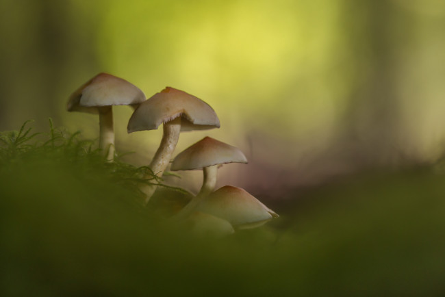 Обои картинки фото природа, грибы, трава, рост, лес