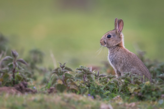Обои картинки фото животные, кролики,  зайцы, испуг, цвет, окрас, кролик, природа