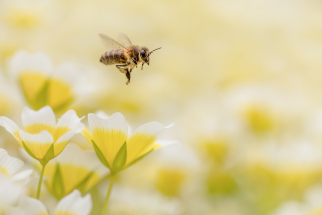 Обои картинки фото животные, пчелы,  осы,  шмели, цветы, крылья, полет, пчела, боке, фон