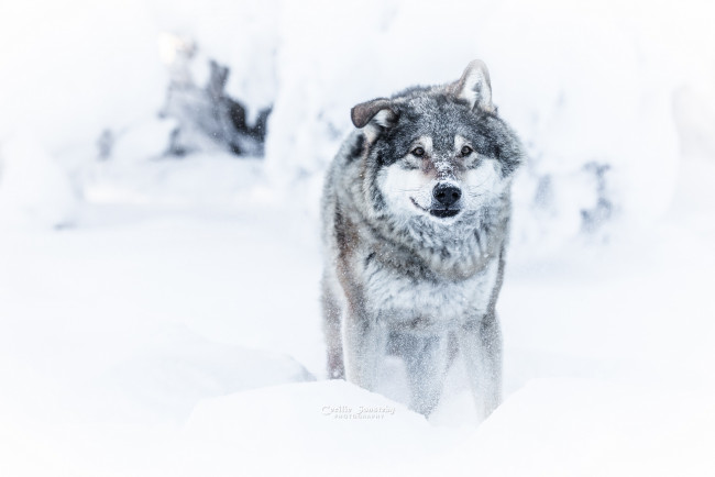 Обои картинки фото животные, волки,  койоты,  шакалы, волк, зима, снег, опасен, взгляд