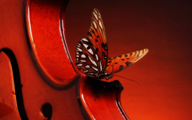 Обои картинки фото музыка, -другое, инструмент, бабочка