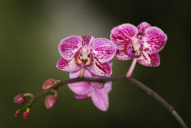 Обои картинки фото цветы, орхидеи, экзотика, макро