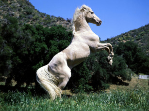 Картинка palomino in pose животные лошади