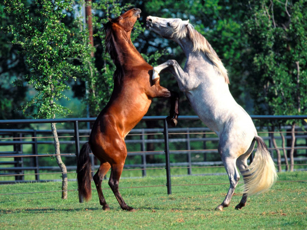 Обои картинки фото andalusians, животные, лошади