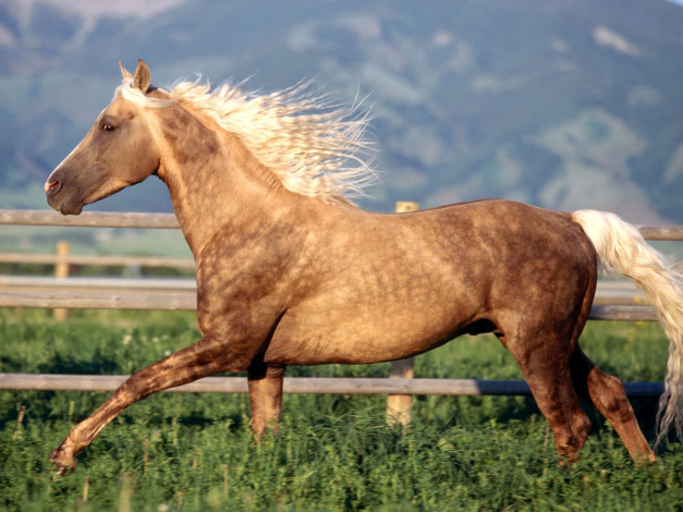 Обои картинки фото morgan, stallion, животные, лошади